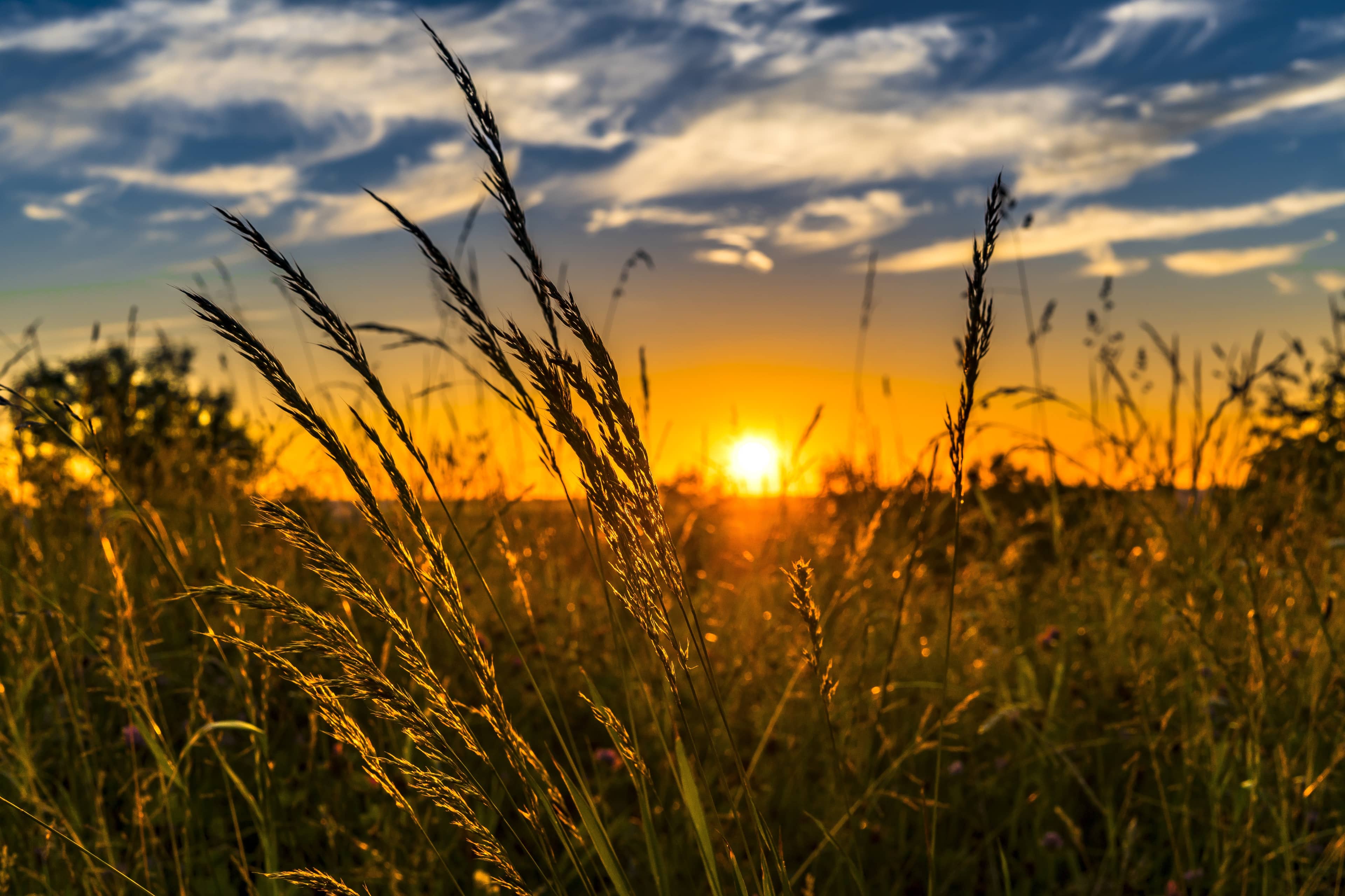 Wheat Sun 1